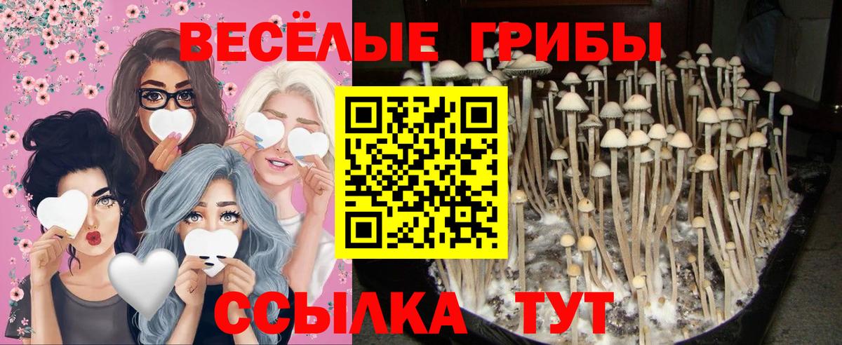 цена наркотик  Галлюциногенные грибы прущие грибы  Вход с VPN  Златоуст 